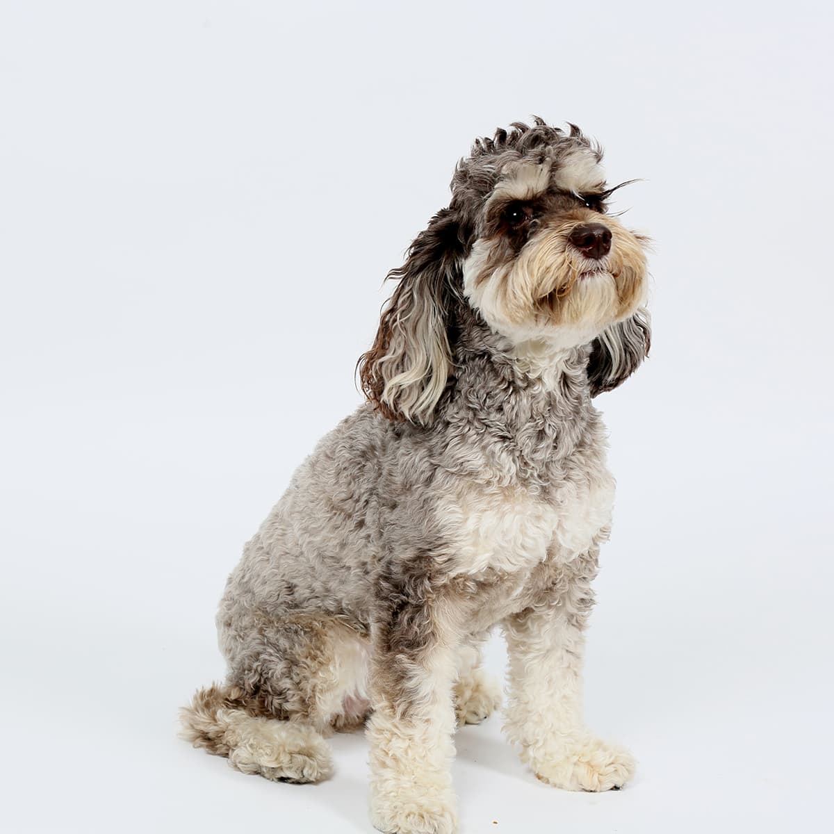 Portrait of Maple